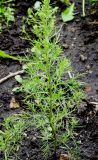 Artemisia abrotanum