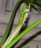 Philodendron bipinnatifidum