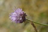 Allium kaschianum