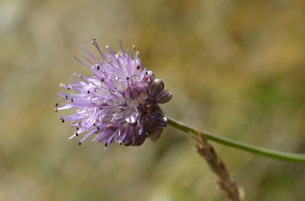 Image of Allium kaschianum specimen.