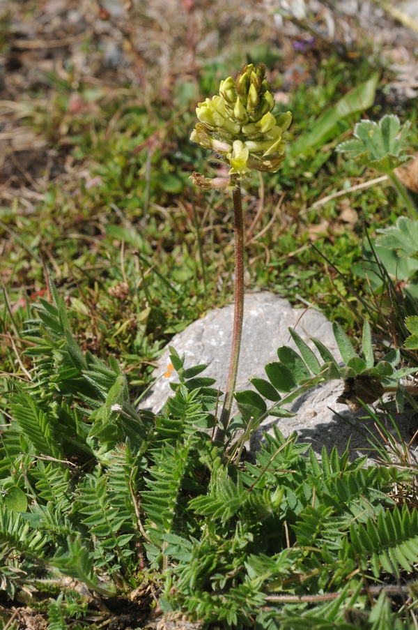 Изображение особи Oxytropis meinshausenii.