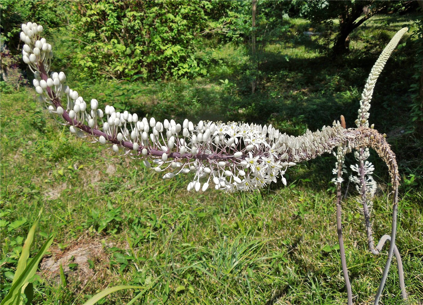 Image of Drimia maritima specimen.