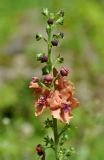 Verbascum × rubiginosum. Верхушка соцветия. Карачаево-Черкесия, окр. пос. Нижний Архыз, берег реки Большой Зеленчук. 14.06.2015.