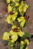 Verbascum nigrum. Часть соцветия. Калужская обл., ст. Думиничи, пустырь у железной дороги. 26.08.2009.