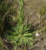 Verbascum blattaria