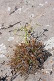 Schrenkia congesta. Отцветающее растение. Южный Казахстан, горы Алатау (Даубаба), северный склон вершины 1734, высота ~1600 м н.у.м. 16.07.2014.