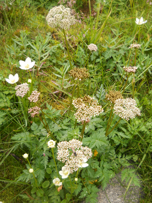 Изображение особи Pachypleurum alpinum.