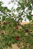 Crataegus turkestanica. Ветвь с плодами. Южный Казахстан, горы Алатау (Даубаба), безымянное ущелье западнее Тюлькубаса. 10.09.2014.