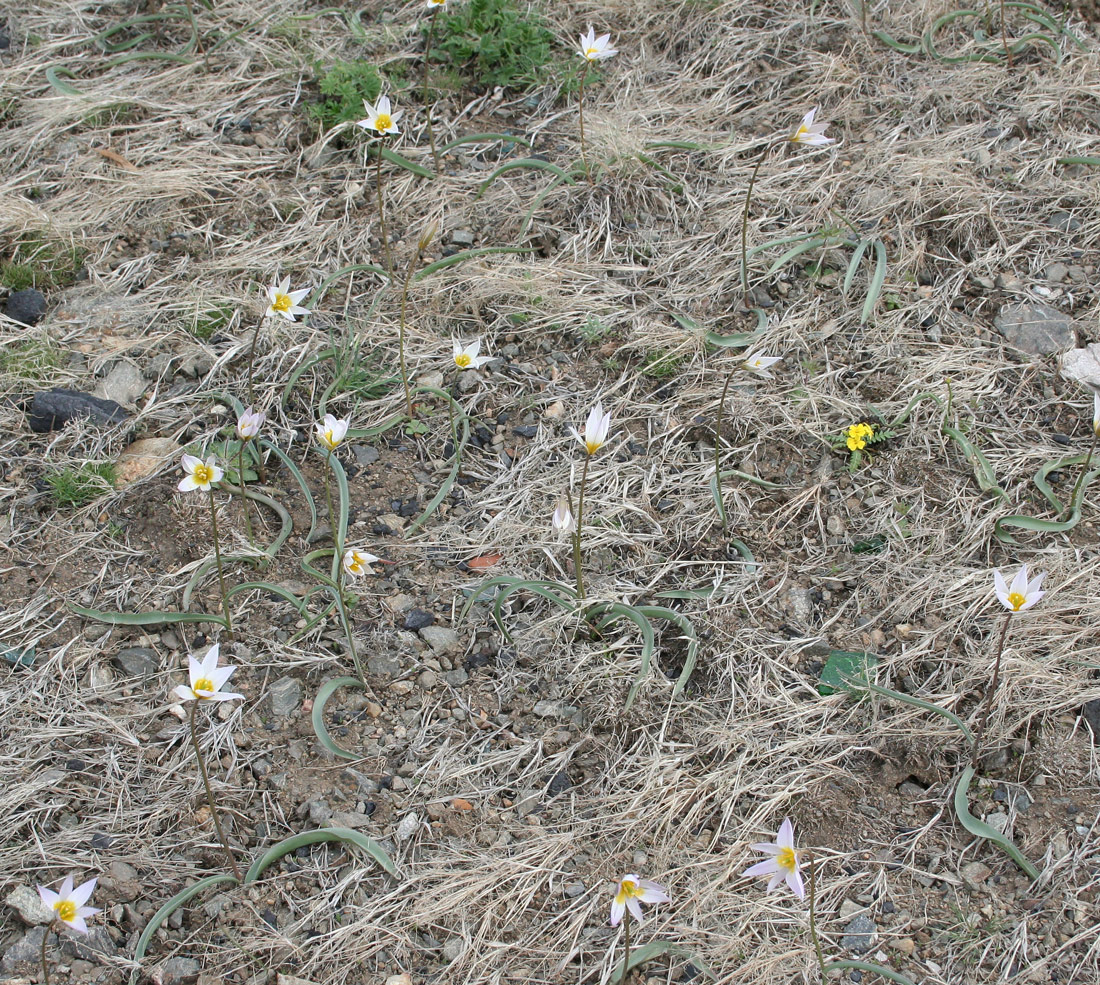 Image of Tulipa patens specimen.