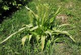 род Eucomis