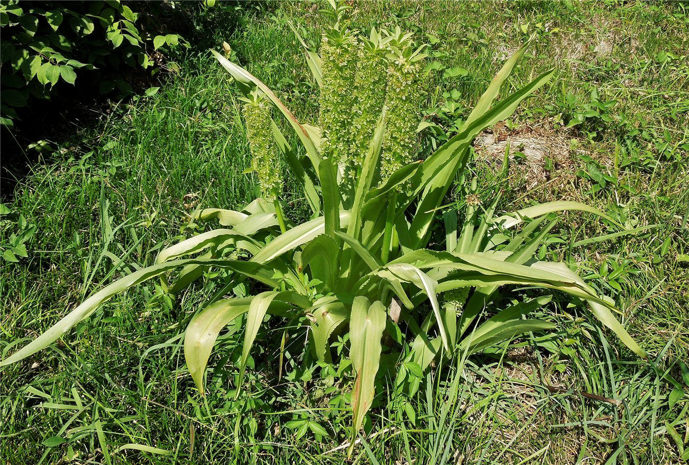 Image of genus Eucomis specimen.