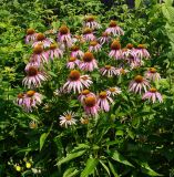 Echinacea purpurea