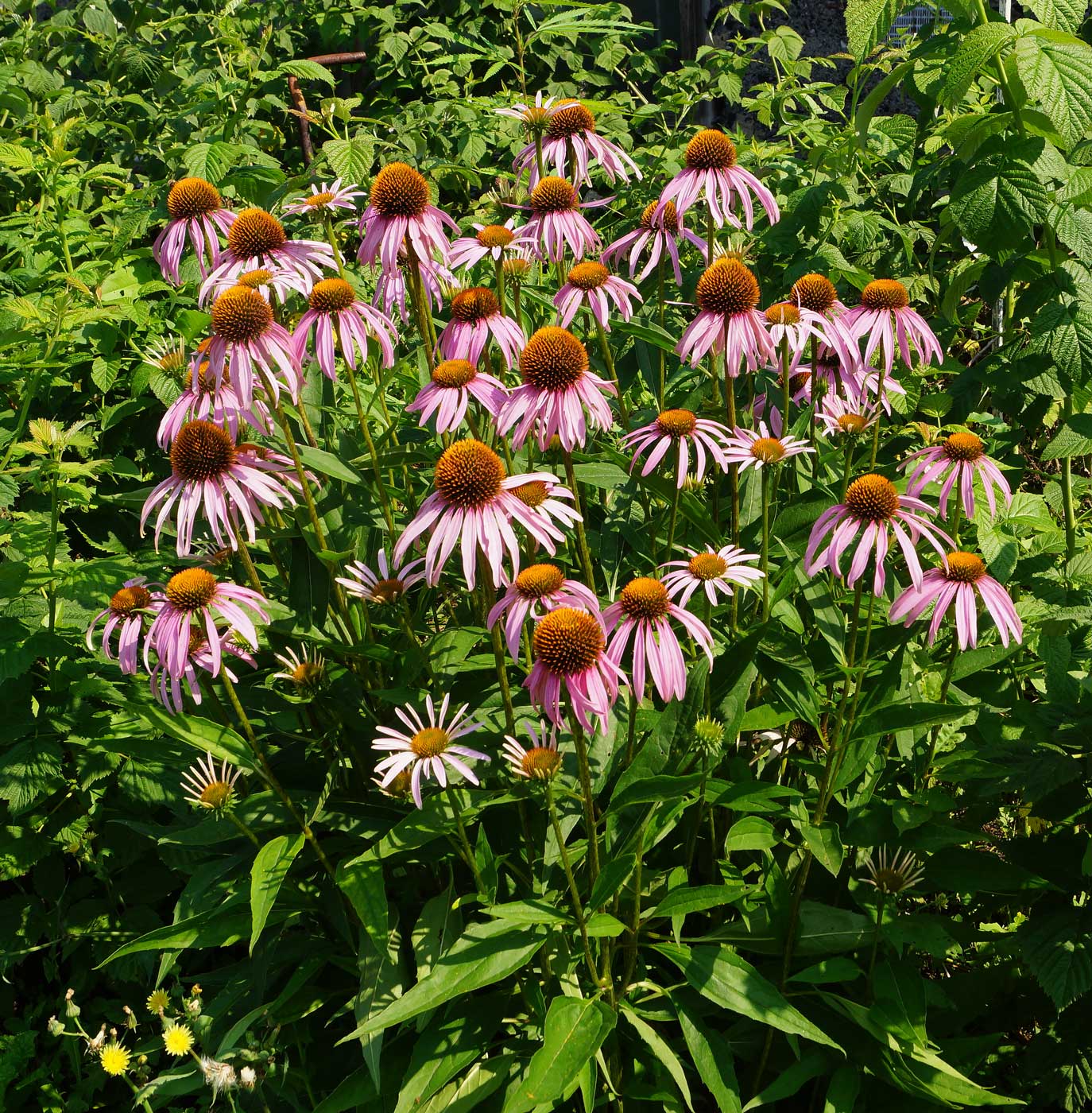 Изображение особи Echinacea purpurea.