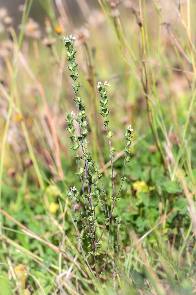 Изображение особи род Euphrasia.