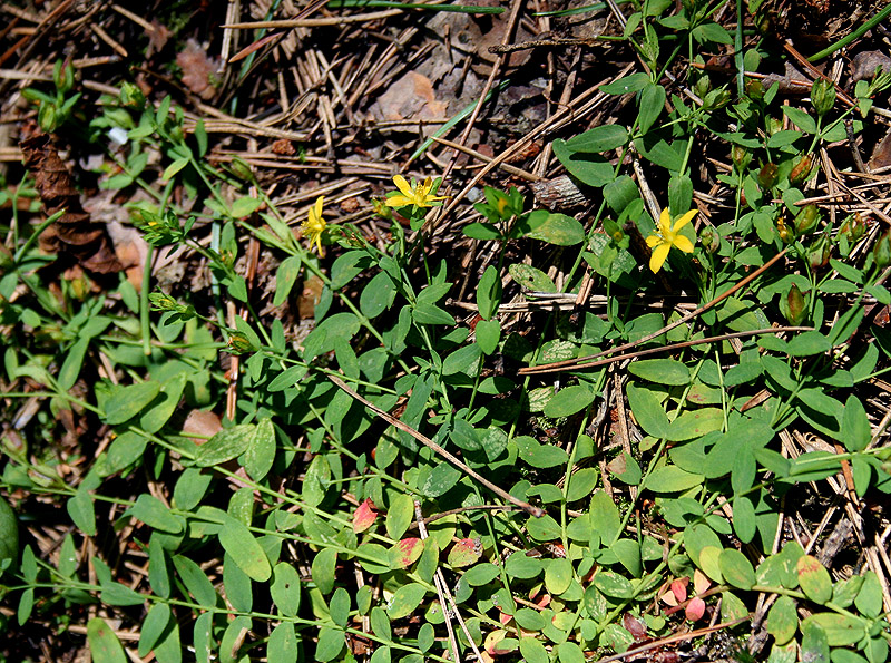 Image of Hypericum humifusum specimen.