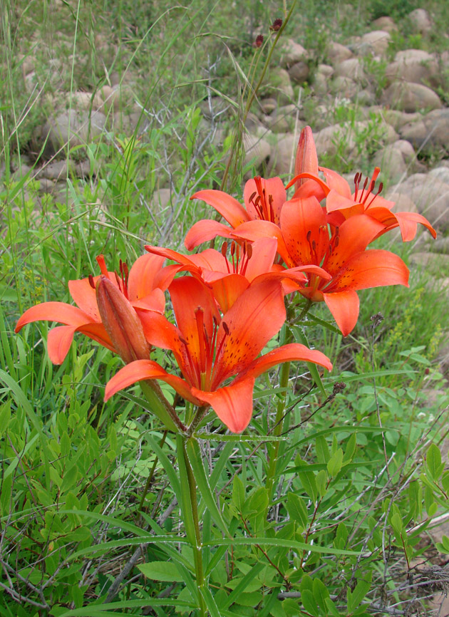 Image of Lilium pensylvanicum specimen.