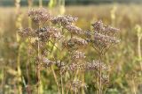 Valeriana officinalis. Отцветающие соцветия. Ленинградская обл., Ломоносовский р-н, долина р. Шингарка, разнотравный луг на известняке. 16.08.2015.