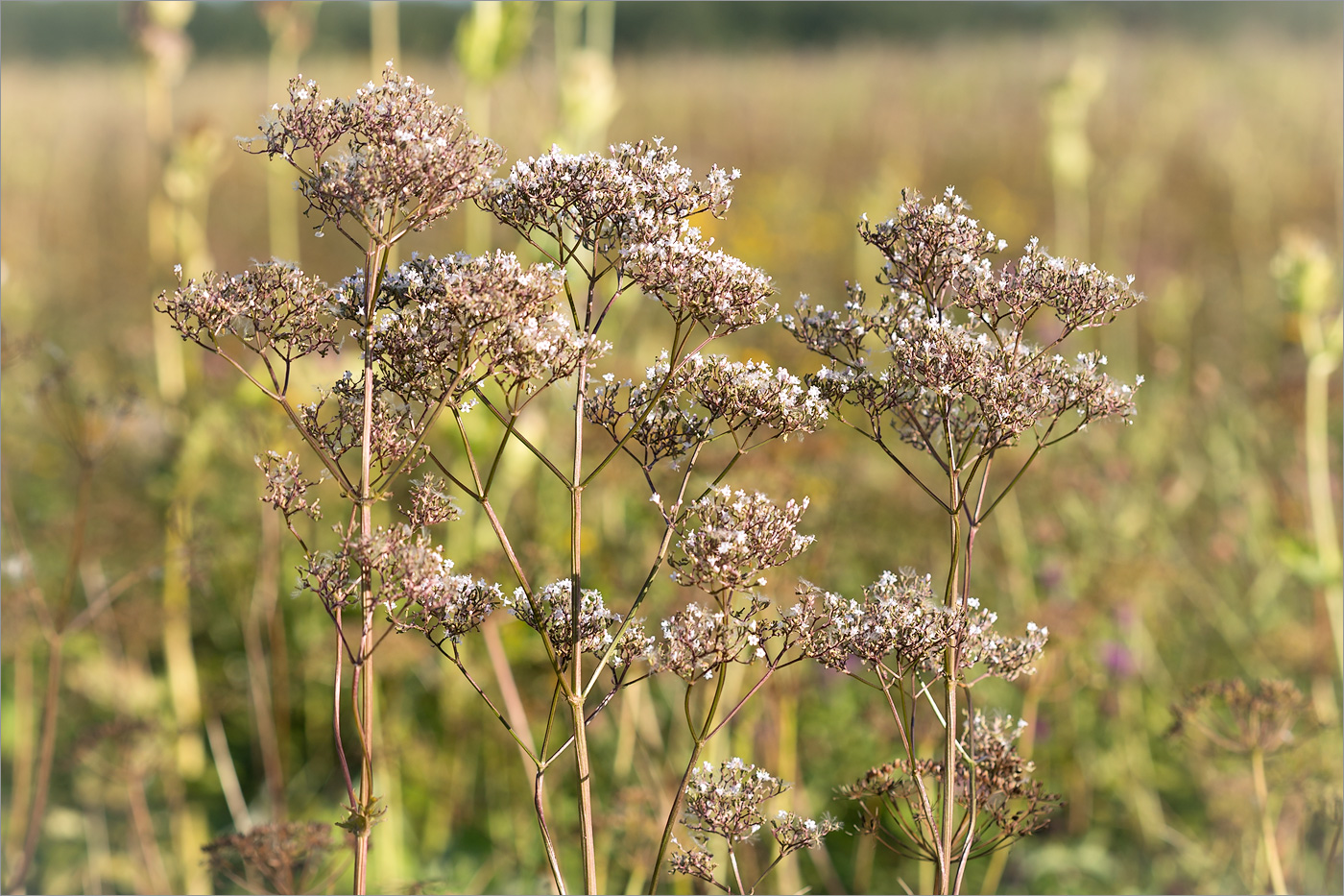 Image of Valeriana officinalis specimen.