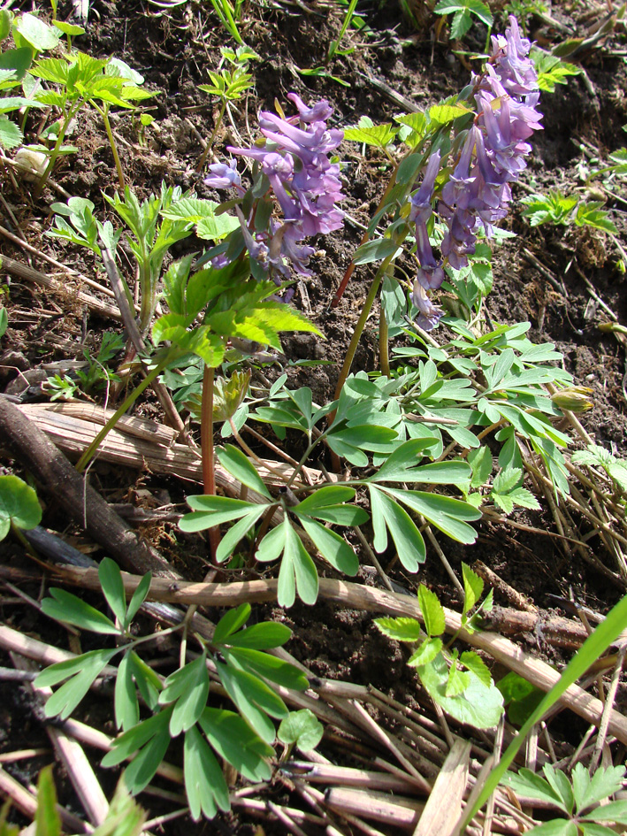 Изображение особи Corydalis solida.