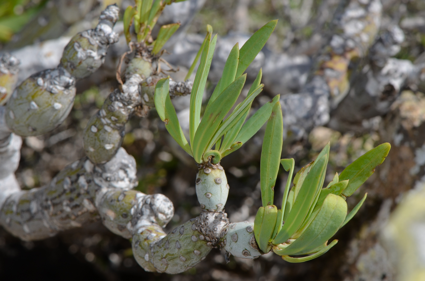 Image of Kleinia neriifolia specimen.