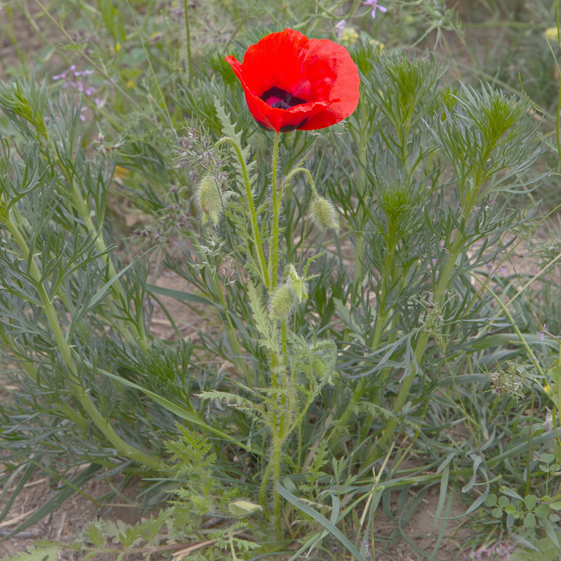 Image of Papaver pavoninum specimen.