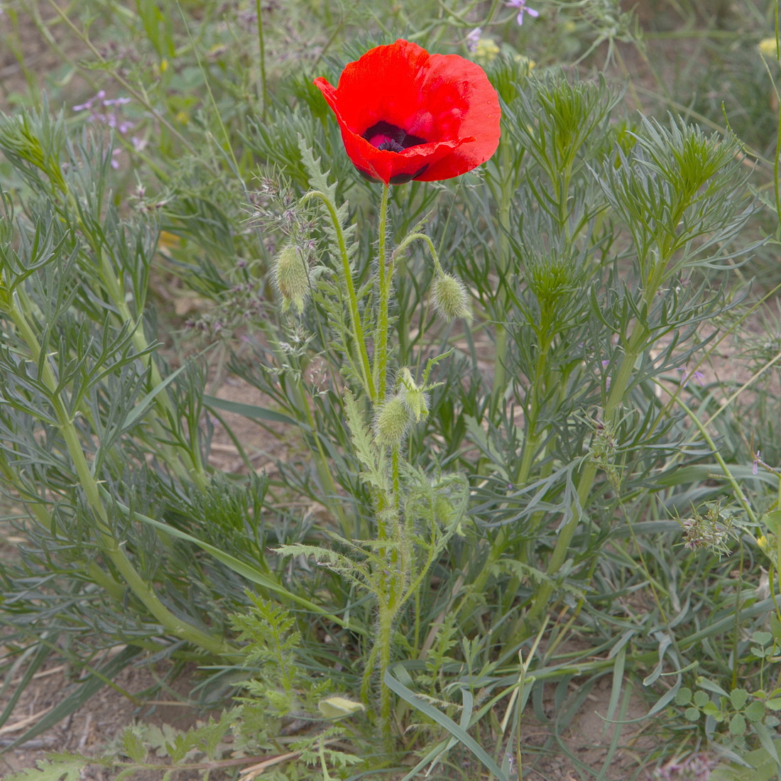 Изображение особи Papaver pavoninum.