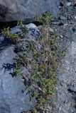 Lonicera hispida. Плодоносящее растение. Юго-Восточный Алтай, Северо-Чуйский хребет, верховья долины Машей. Начало августа 2008 г.