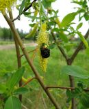 Salix pentandra. Цветущие побеги с кормящейся бронзовкой. Московская обл., Электрогорск, северный берег Стахановского озера. 31.05.2015.