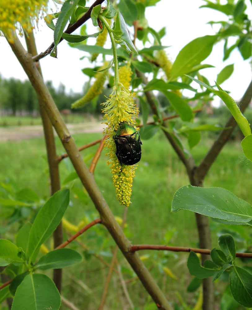 Image of Salix pentandra specimen.