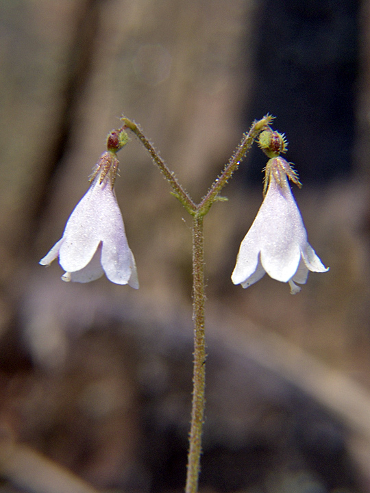 Image of Linnaea borealis specimen.