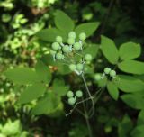 Caulophyllum robustum