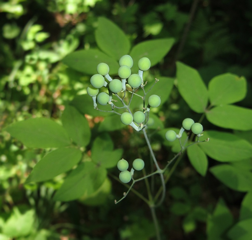 Image of Caulophyllum robustum specimen.