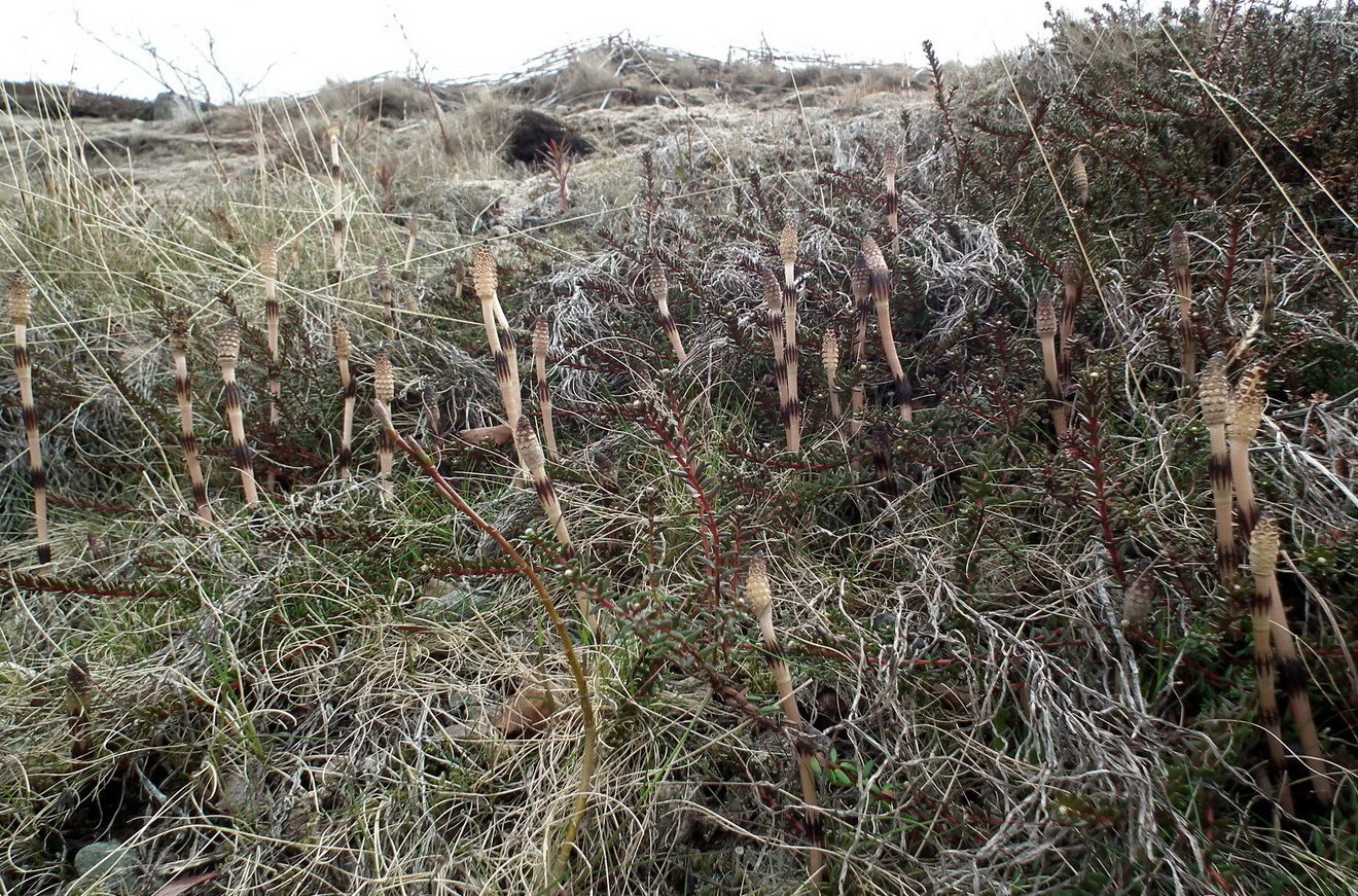 Изображение особи Equisetum arvense.