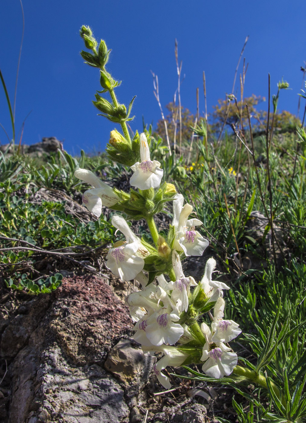 Image of Salvia scabiosifolia specimen.