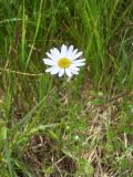 genus Anthemis