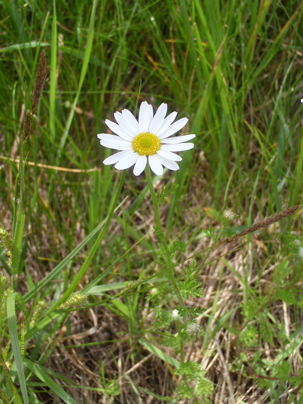 Image of genus Anthemis specimen.