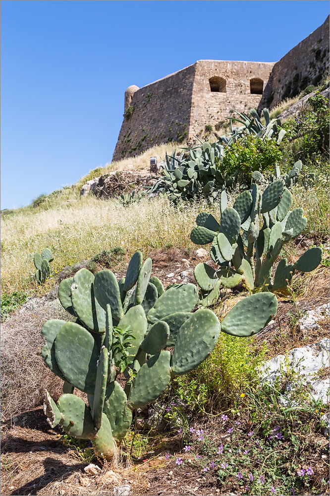 Image of Opuntia ficus-indica specimen.