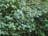 Physocarpus opulifolius. Плодоносящее растение. Санкт-Петербург. 13.09.2008.