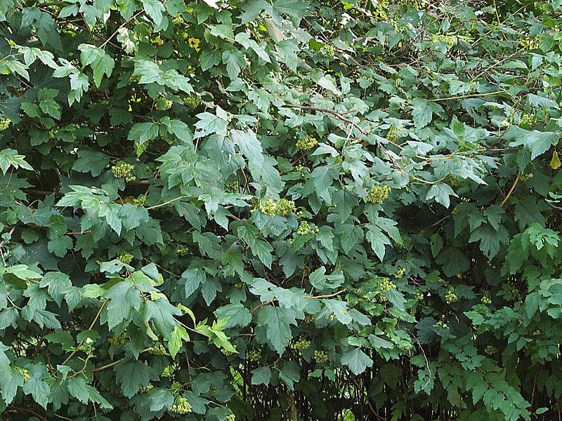 Image of Physocarpus opulifolius specimen.