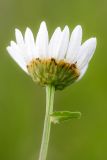 Leucanthemum ircutianum