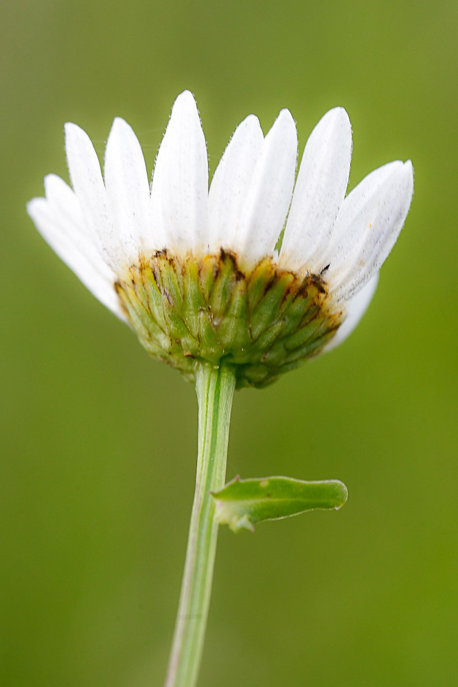 Изображение особи Leucanthemum ircutianum.