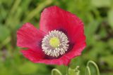 Papaver somniferum. Цветок. Ленинградская обл., Всеволожский р-н, окр. пос. Куйвози, садоводство, сорняк на участке. 17.07.2015.