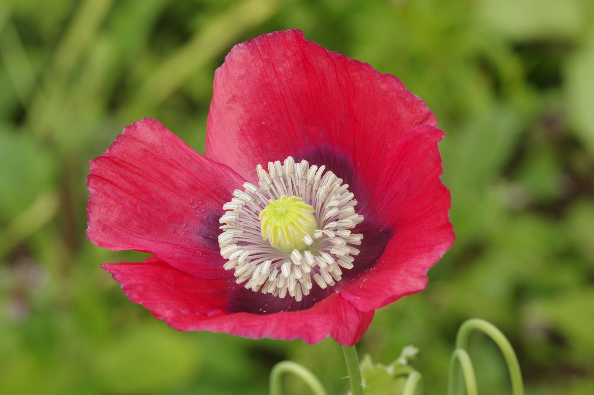 Изображение особи Papaver somniferum.