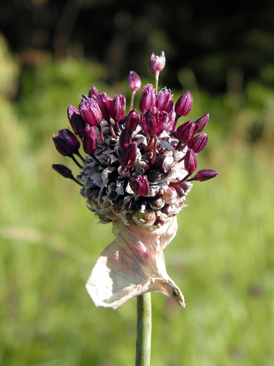 Image of Allium scorodoprasum specimen.