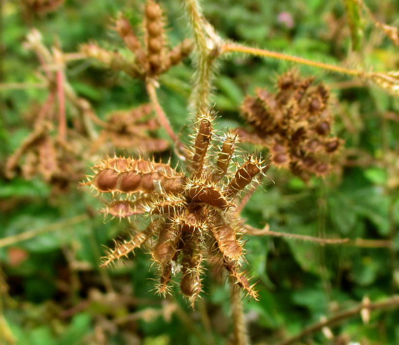 Image of Mimosa pudica specimen.