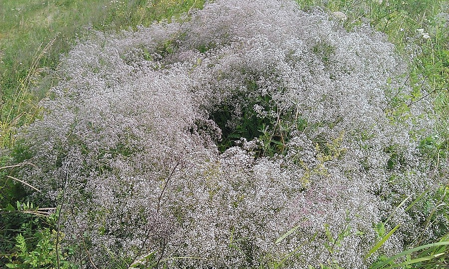 Изображение особи Gypsophila paniculata.