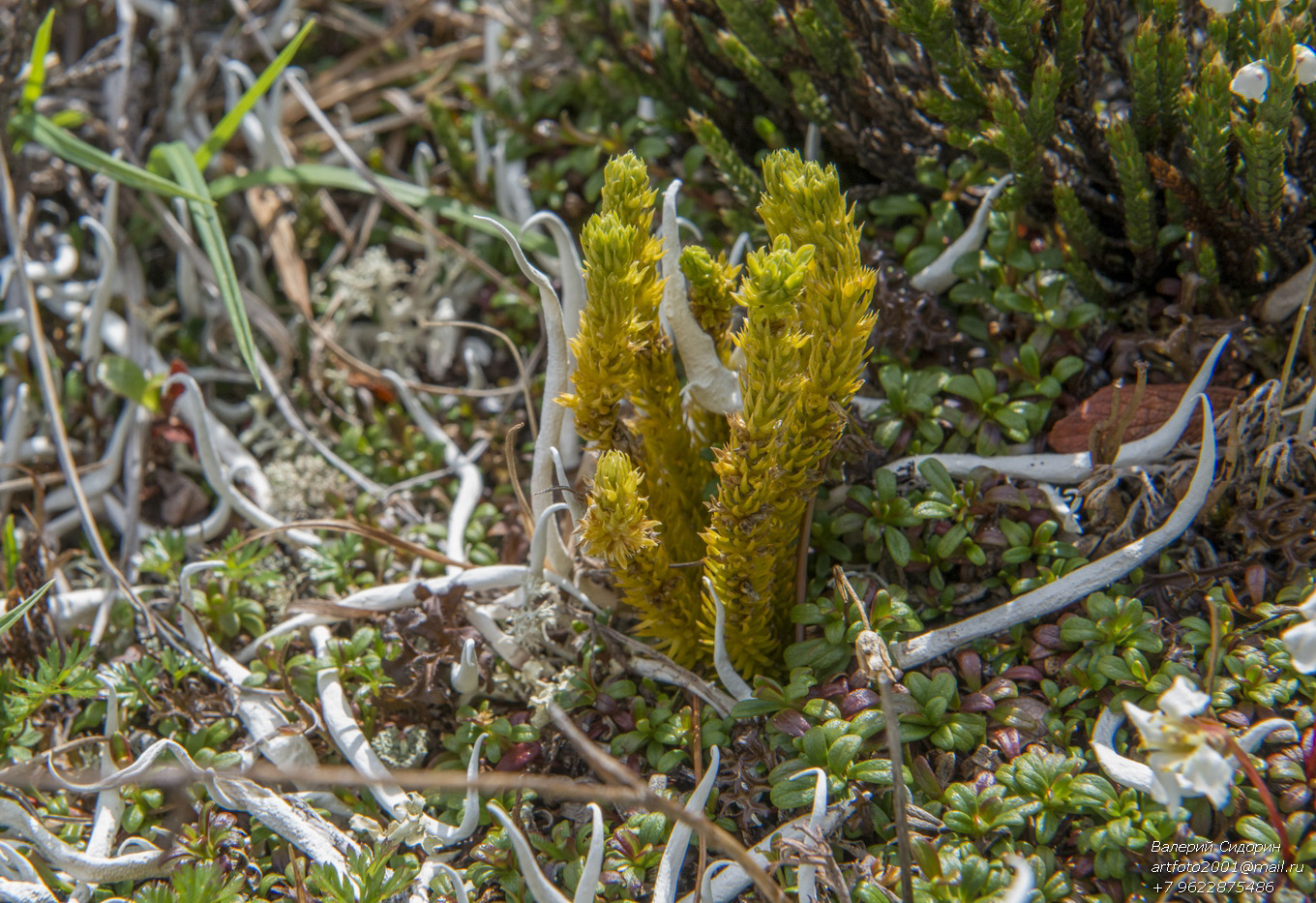 Image of Huperzia appressa specimen.