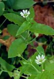 Myosoton aquaticum