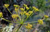 genus Peucedanum