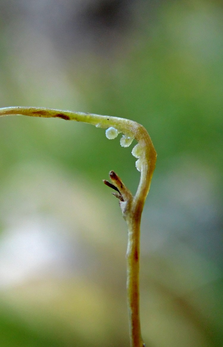 Image of Cuscuta planiflora specimen.